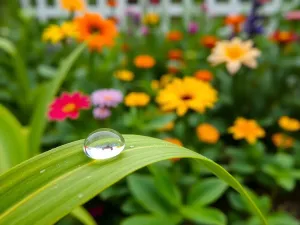 Punkt rosy w przegrodach