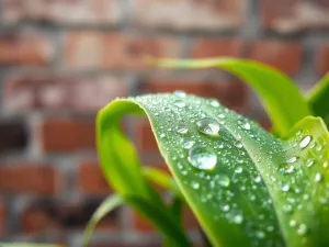 Paroprzepuszczalność ścian